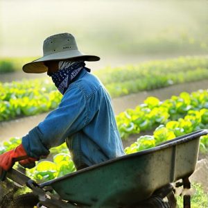 رقم مزارع لمرزعة في مدينة السلسلة مصر 2025